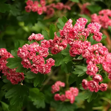 crataegus-rosea-flore-pleno-3