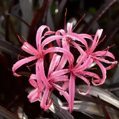 Crinum 'Wine Time' purple foliage with pink flowers.