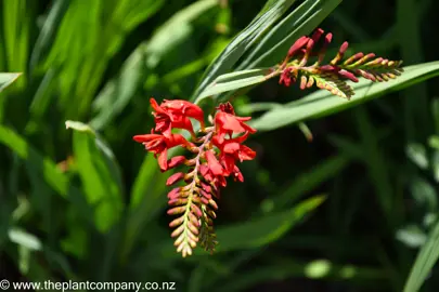 Crocosmia 'Lucifer' red flower close up.
