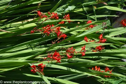 Crocosmia 'Lucifer' plant with masses of red flowers.