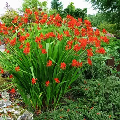 Crocosmia 'Lucifer' plant with red flowers.