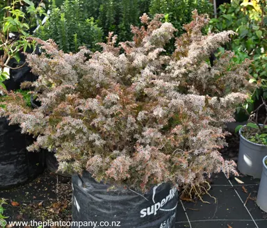 A large Cryptomeria japonica monstrosa nana plant in winter.