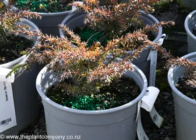Cryptomeria japonica monstrosa nana plants for sale at The Plant Company nursery.