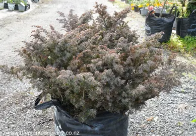 Cryptomeria japonica monstrosa nana shrub with fine, brown foliage in winter.