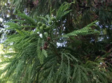 cryptomeria-japonica-1