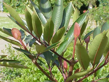 cunonia-capensis-