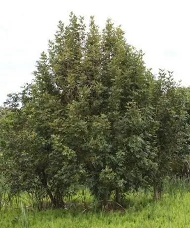 cunonia-capensis-1