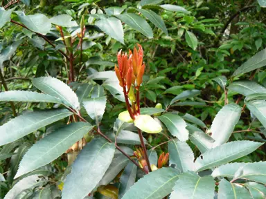 cunonia-capensis-4
