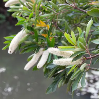 cunonia-capensis-5