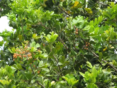 Cupaniopsis anacardioides (Tuckeroo Tree) leaves and foliage on a large tree.