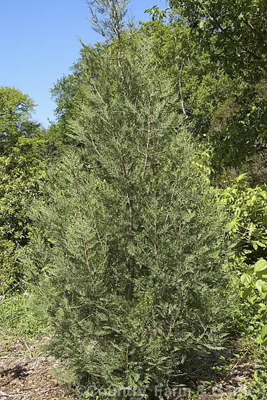 cupressus-gigantea-3