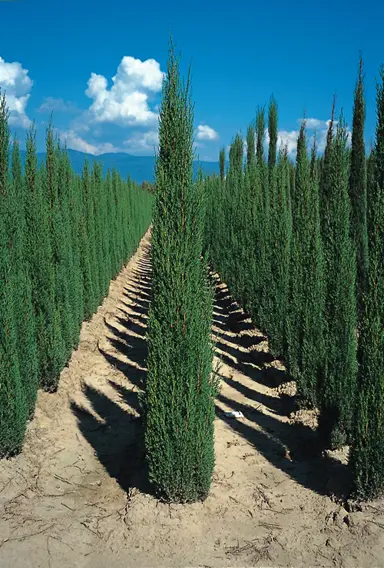 cupressus-totem-2