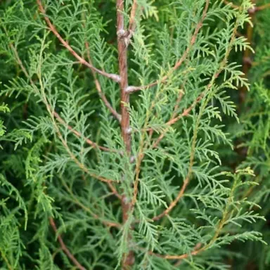 cupressus-torulosa-