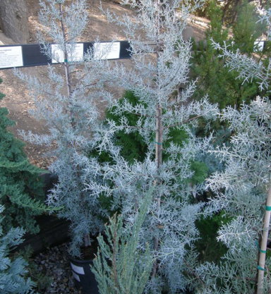 cupressus-blue-ice-3