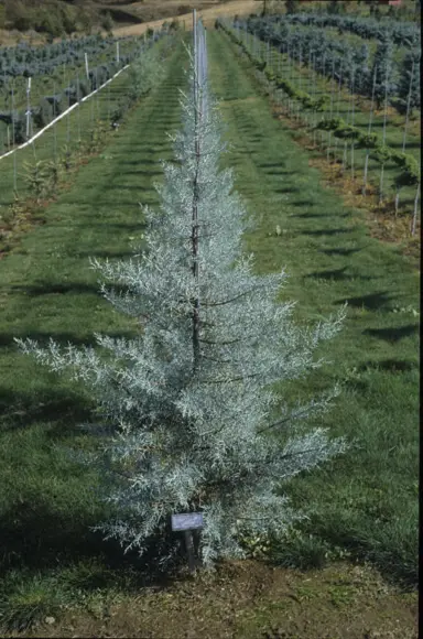 cupressus-blue-ice-4