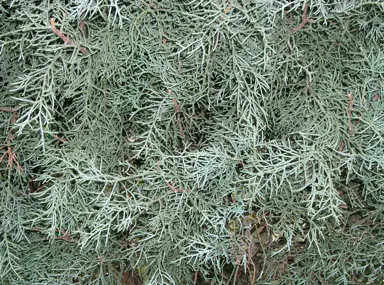 cupressus-blue-ice-5