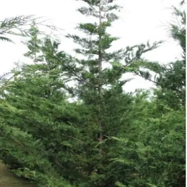 cupressus-ovensii-2