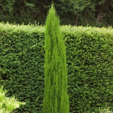 cupressus-gracilis-1