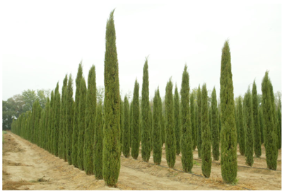 cupressus-sempervirens-stricta-2