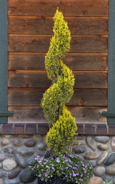 cupressus-swanes-golden-