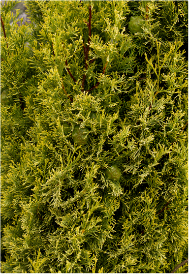 cupressus-swanes-golden-1