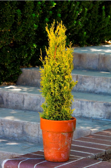 cupressus-swanes-golden-2