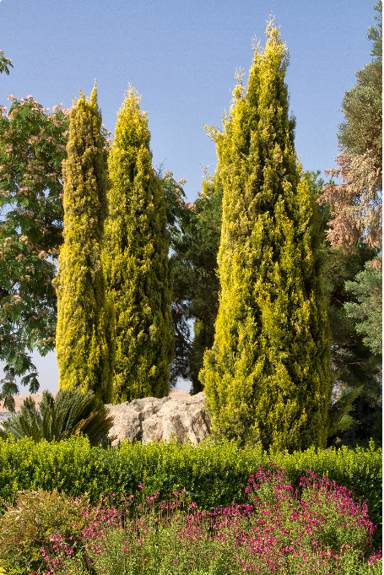 cupressus-swanes-golden-3