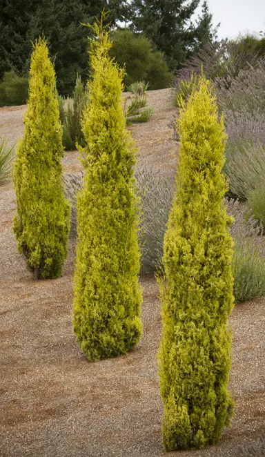 cupressus-swanes-golden-5