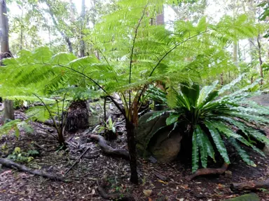 cyathea-australis-