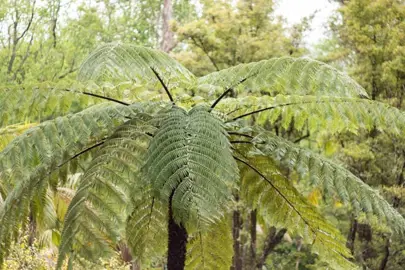 cyathea-cooperi-