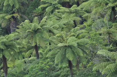 Cyathea dealbata ferns in a native reserve.