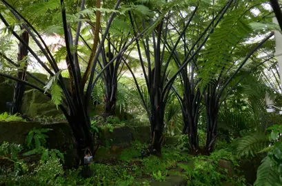 A cluster of Cyathea medullaris (Black Tree Ferns).