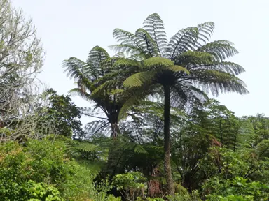 Cyathea medullaris (Black Tree Fern) in a native reserve.