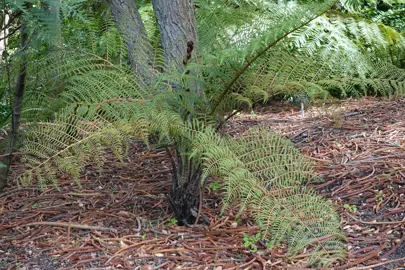 A young Cyathea tomentosissima tree fern.