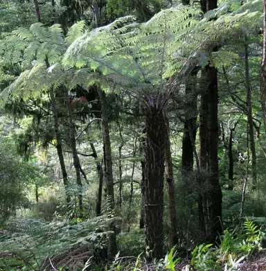 cyathea-dealbata-4