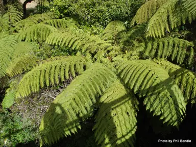 cyathea-medullaris-3