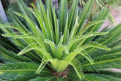 cycas-revoluta--2