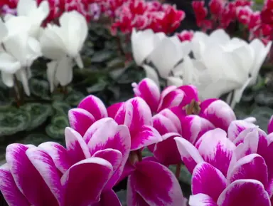 Cyclamen hybrids with a variety of colours.