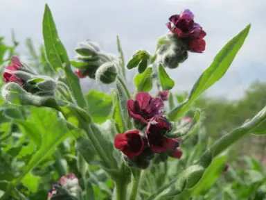 Cynoglossum officinale plant with red flowers and coarse-green leaves.
