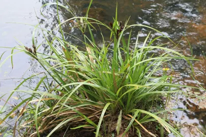 cyperus-ustulatus-3