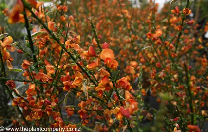 cytisus-lena-