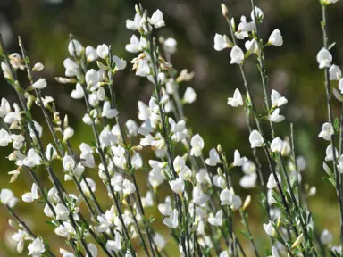 cytisus-snow-white-