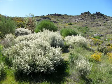 cytisus-snow-white-1