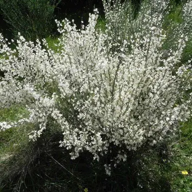 cytisus-snow-white-2
