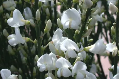 cytisus-snow-white-3