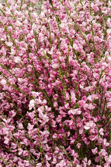 cytisus-lilac-time-1