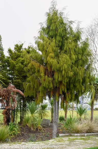 A Dacrydium cupressinum (Rimu) specimen tree.