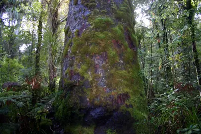 The trunk of a very old Rimum tree.
