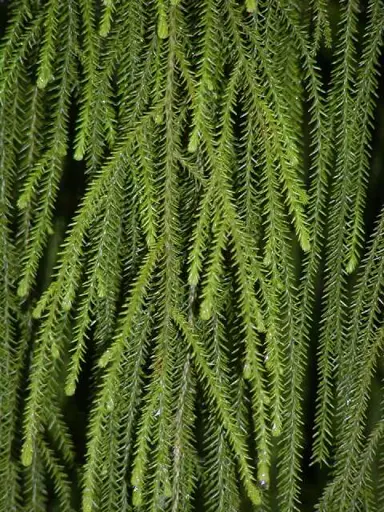 dacrydium-cupressinum-rimu-2