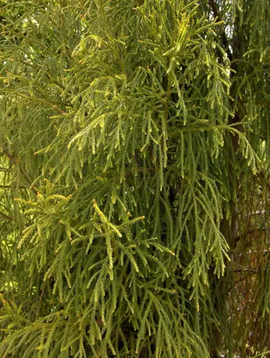 dacrydium-cupressinum-rimu-6